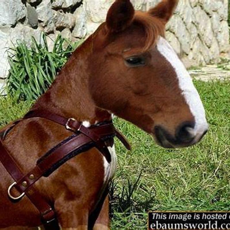 What is wrong with cloning horses?