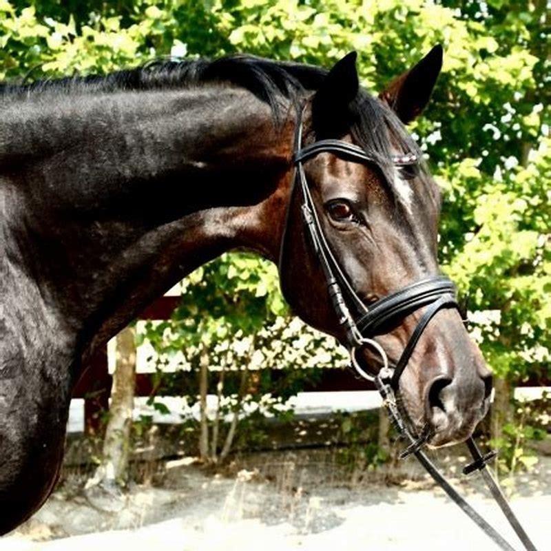 What kind of horse does dressage?