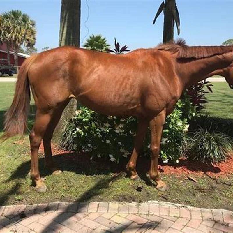What kind of horse is a barrel horse?