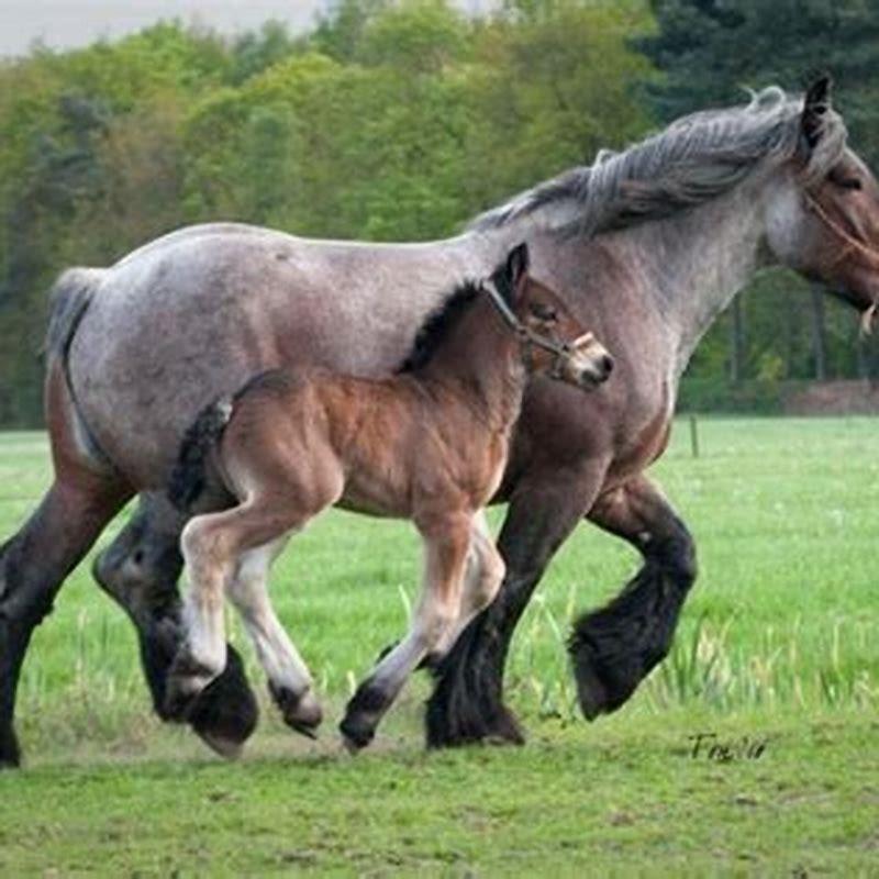 What kind of horse is a Belgian?
