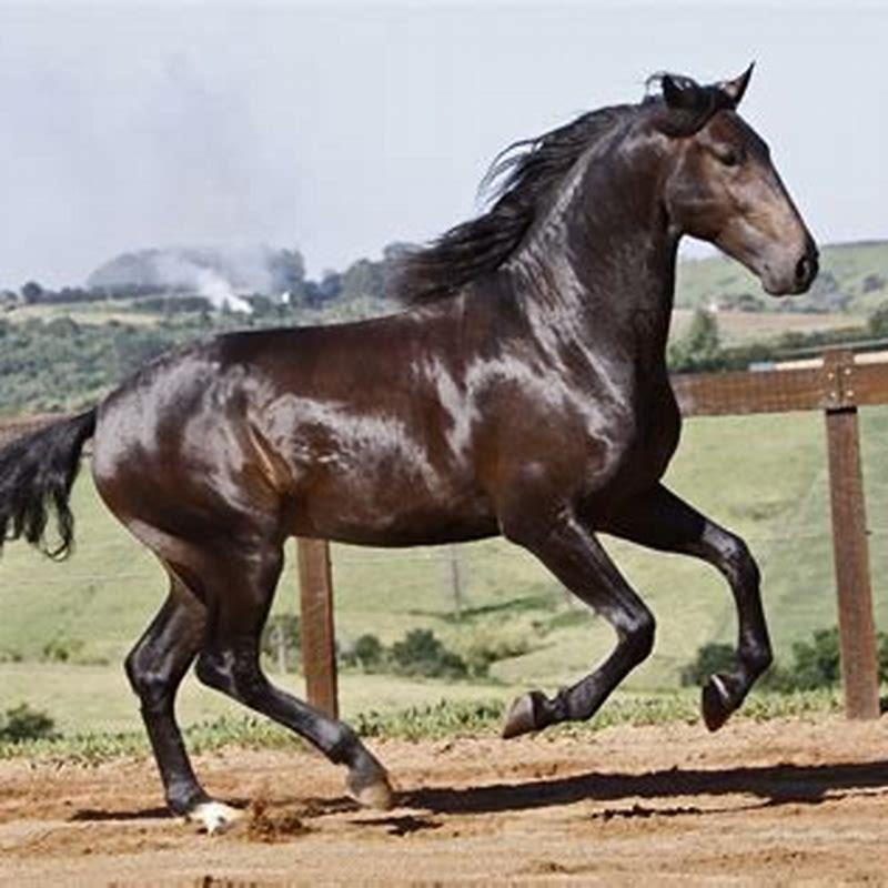 What kind of horse is a Lusitano?