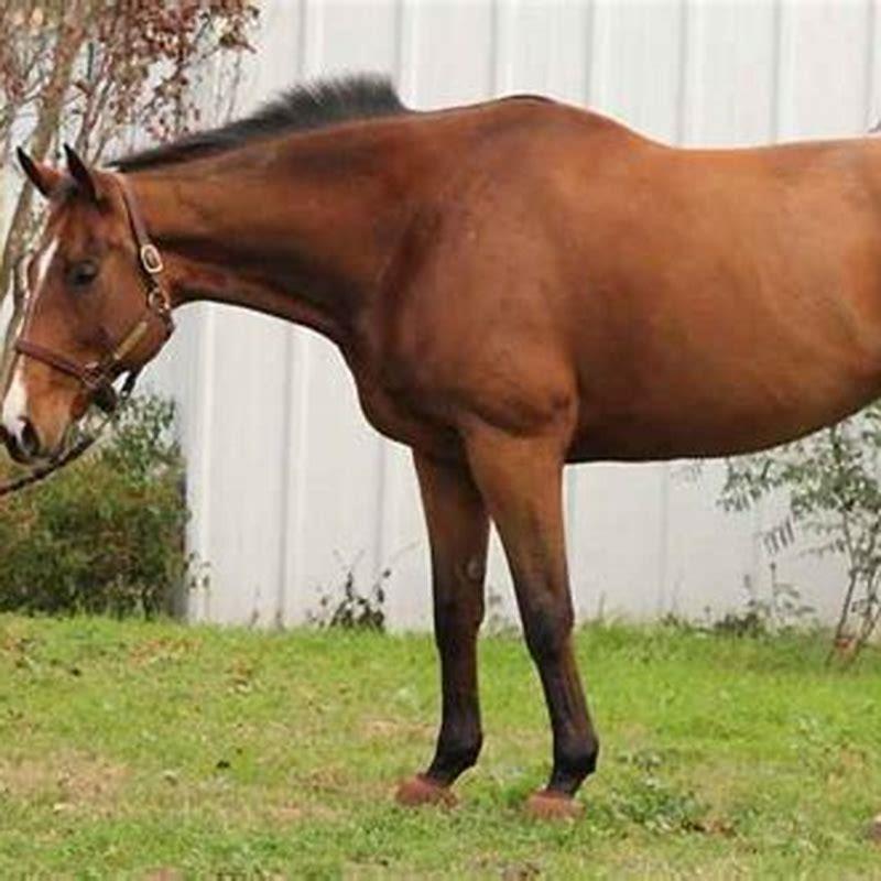 What kind of horse is a saddle horse?