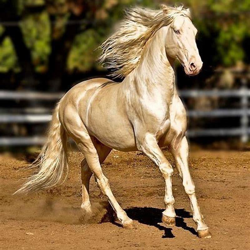 What kind of horse is an Akhal-Teke?