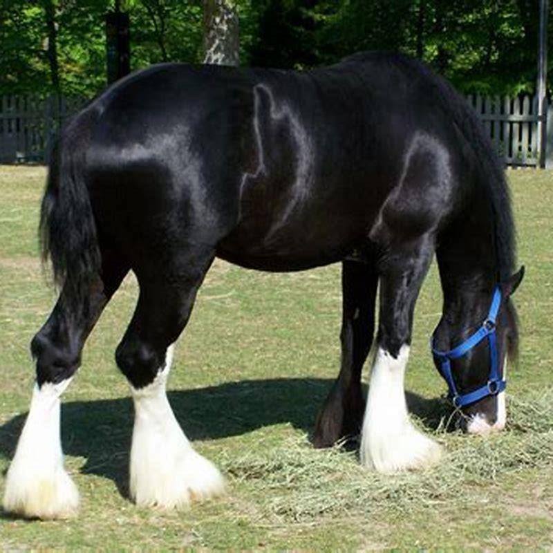 What kind of horse is bigger than a Clydesdale?