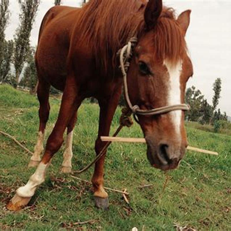 What kind of horse is Felipe?