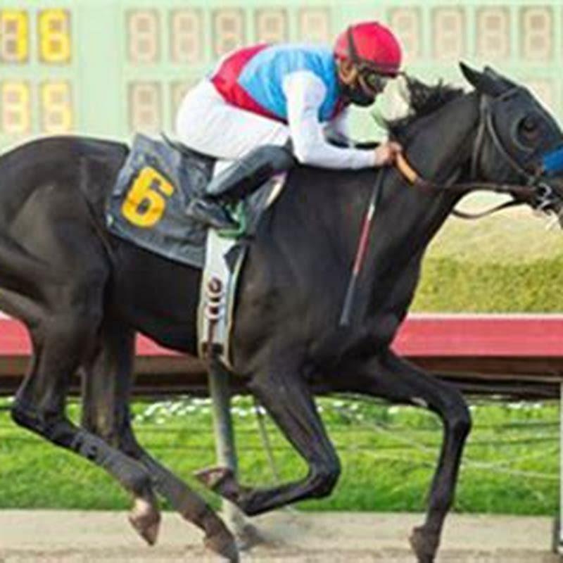 What kind of horse is Medina Spirit?