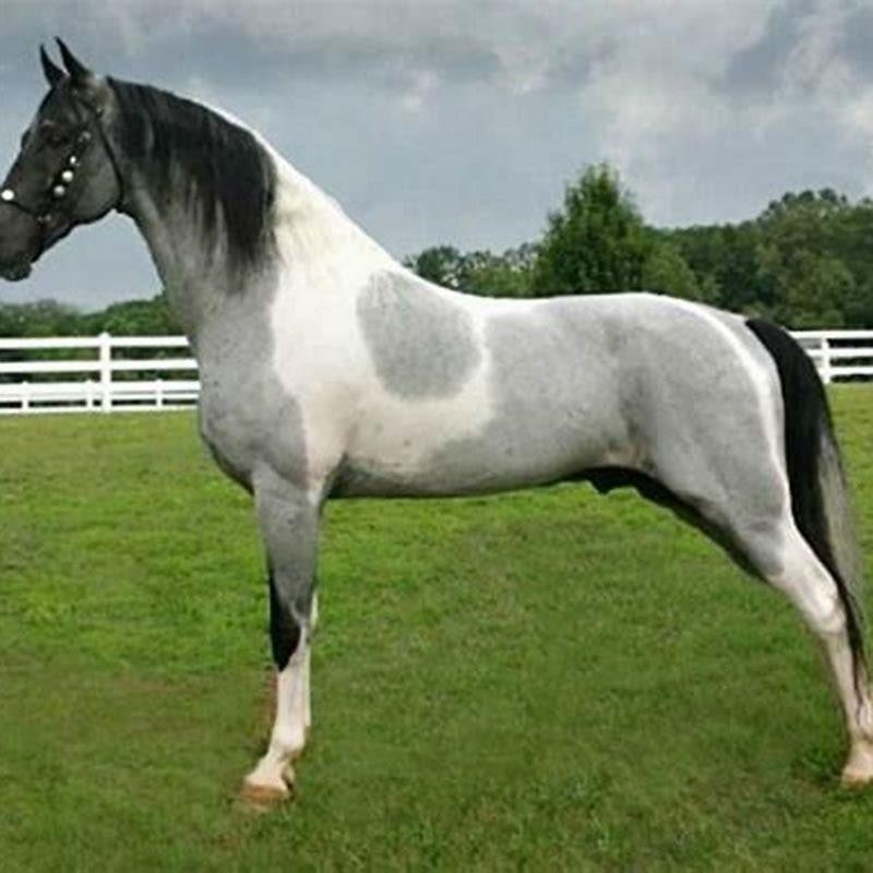 What kind of horse is TWH? DIY Seattle