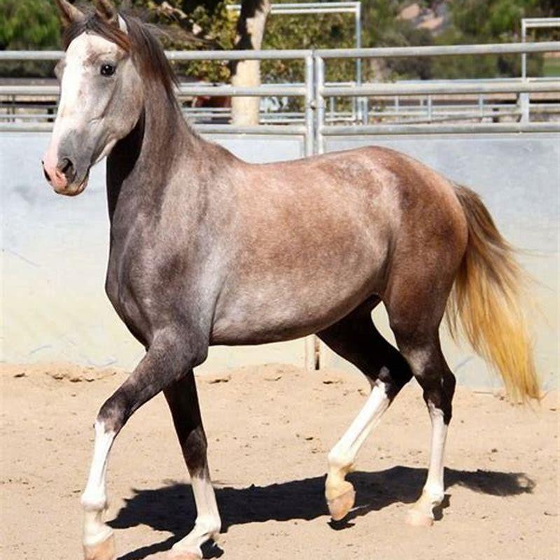 What kind of horses are in Costa Rica?