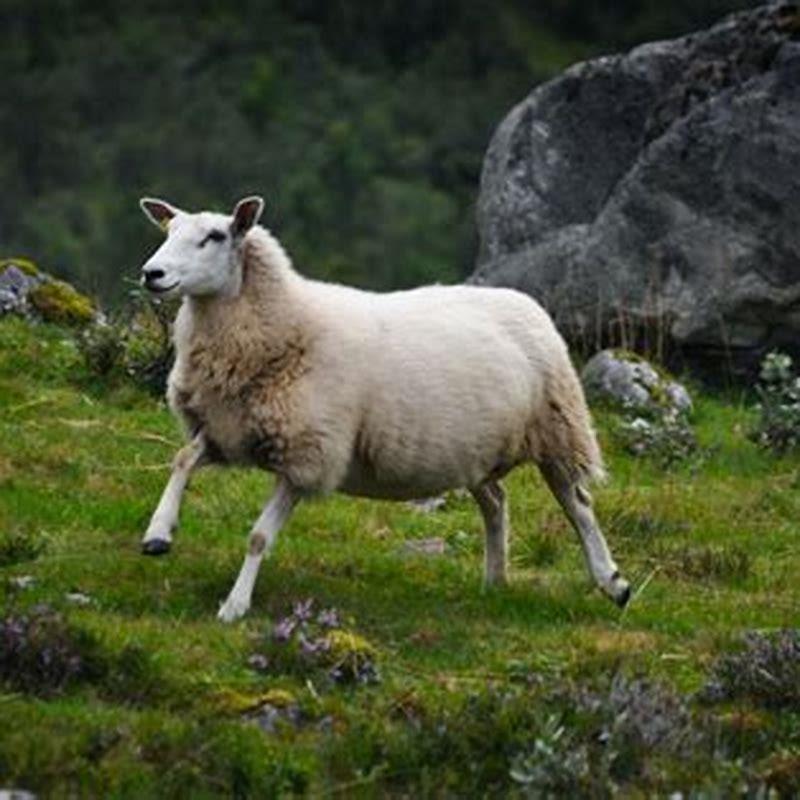 What kind of horses are native to Norway?
