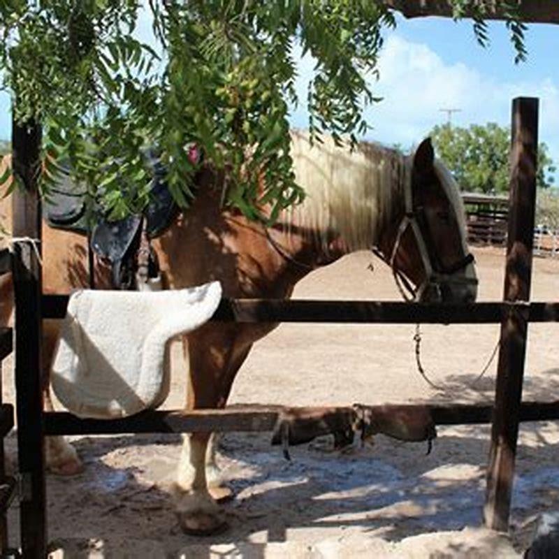 What kind of horses did Turks ride?
