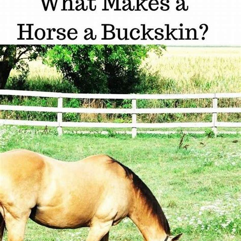 What makes a horse a show horse?