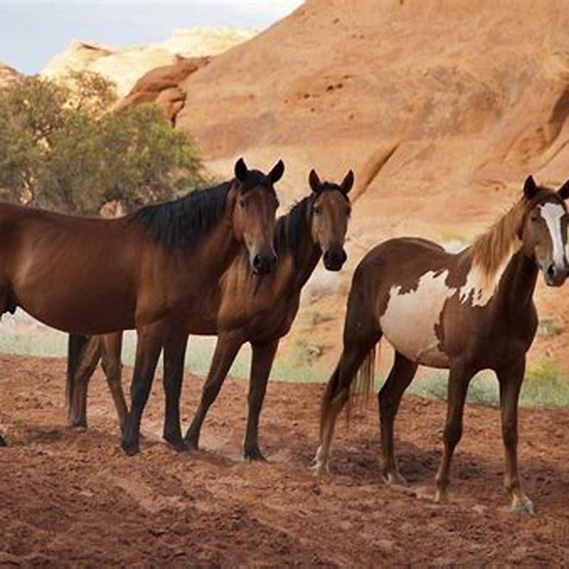What makes a horse feral?