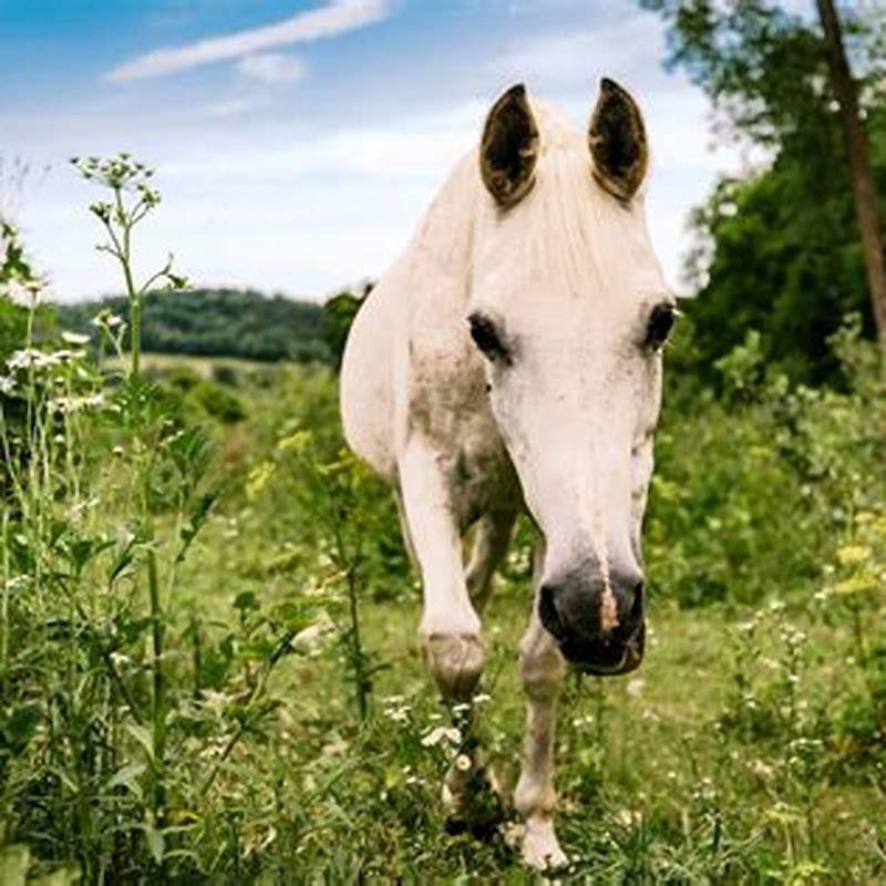 How Big Does A Miniature Horse Get