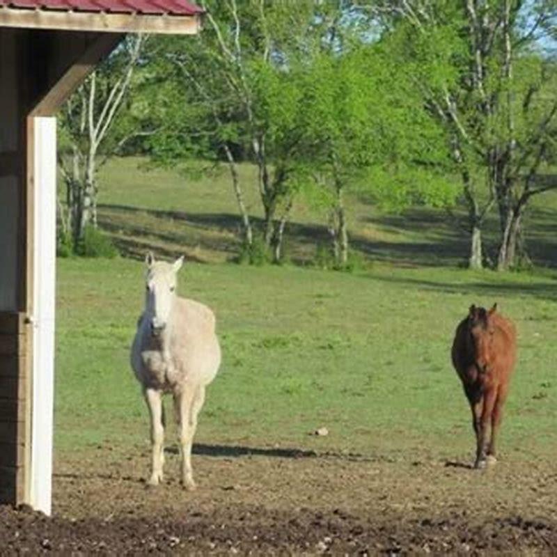 what-month-do-horses-start-shedding-diy-seattle