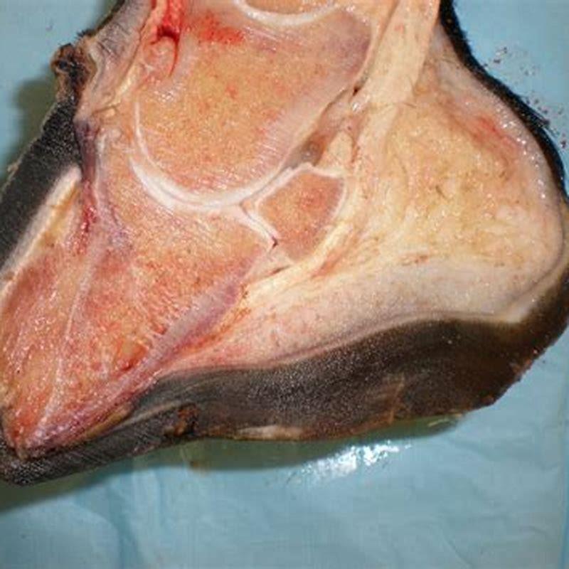 What not to feed a horse with laminitis?