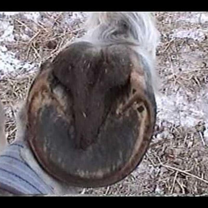 What should a barefoot hoof look like?