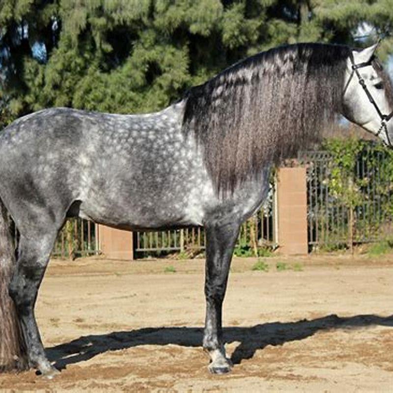 What side is a horses mane?