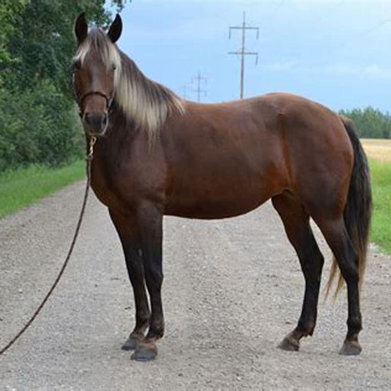What size are Rocky Mountain horses?