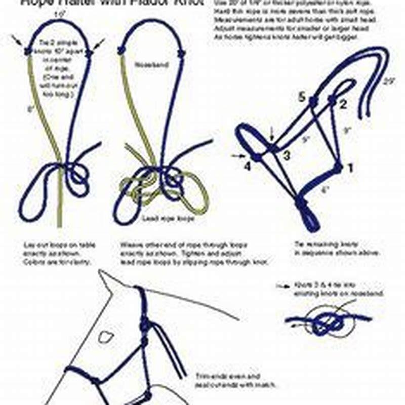 what-size-halter-does-an-average-horse-wear-diy-seattle