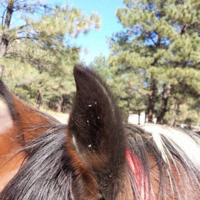 What time of year are horse flies about?