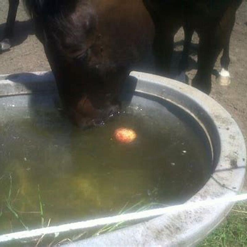 what-to-put-in-water-trough-to-keep-it-clean-diy-seattle