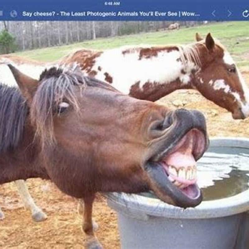 What to say when you want to stop a horse?