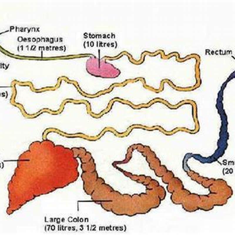 what-type-of-digestive-system-does-a-horse-have-diy-seattle