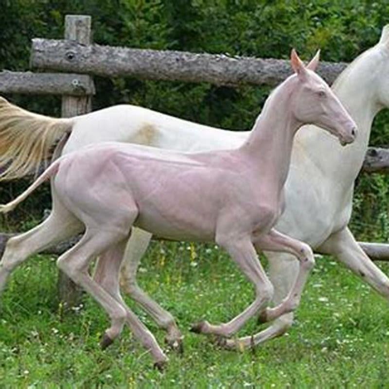What type of horse is a Bashkir Curly?