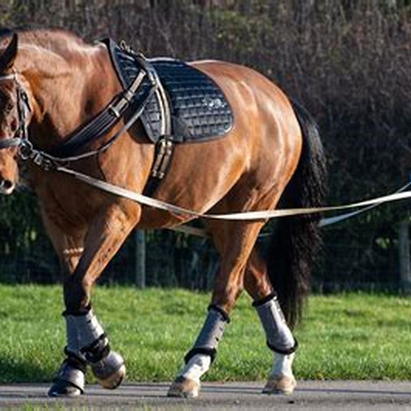 What type of horse is a reining horse? - DIY Seattle
