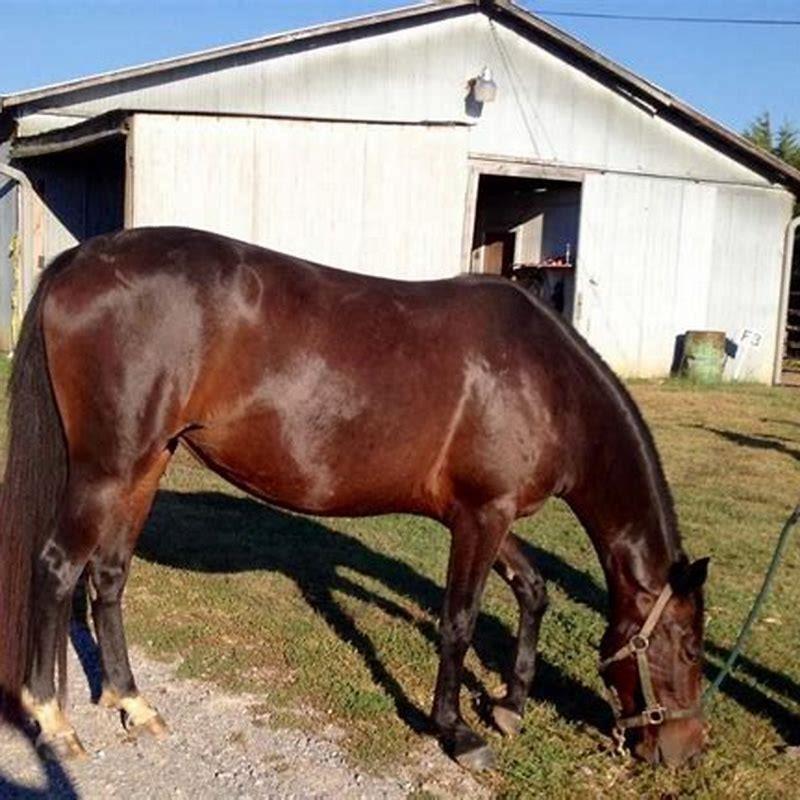 What type of horse is a Stock Horse?