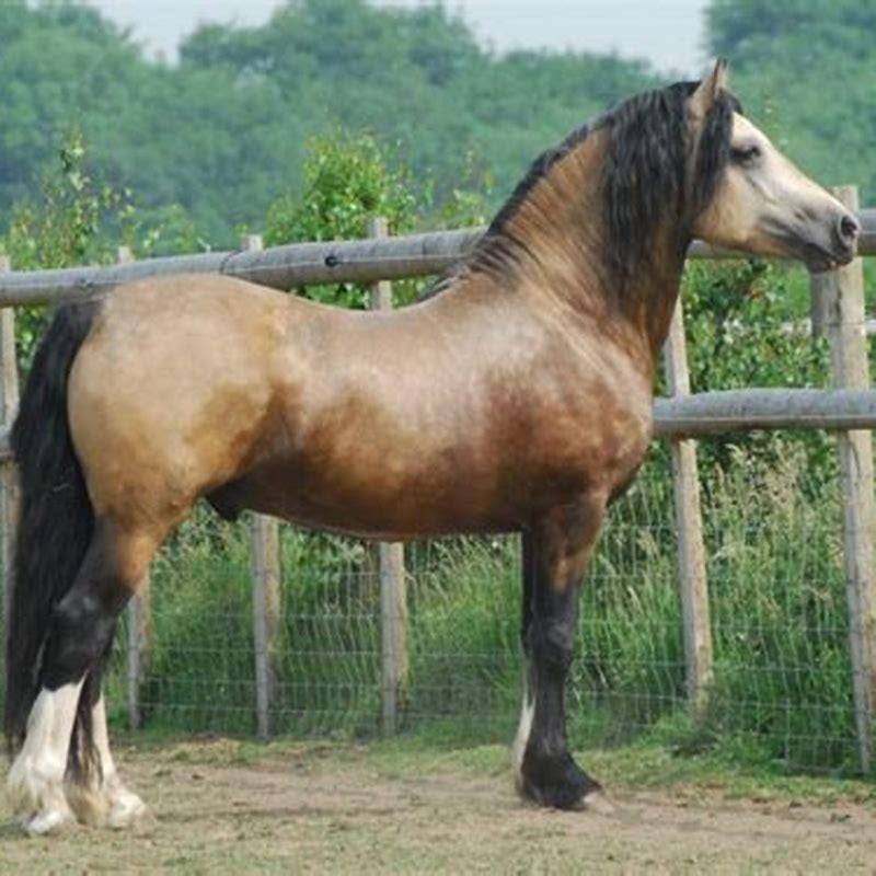 What type of horse is a Welsh Cob? - DIY Seattle