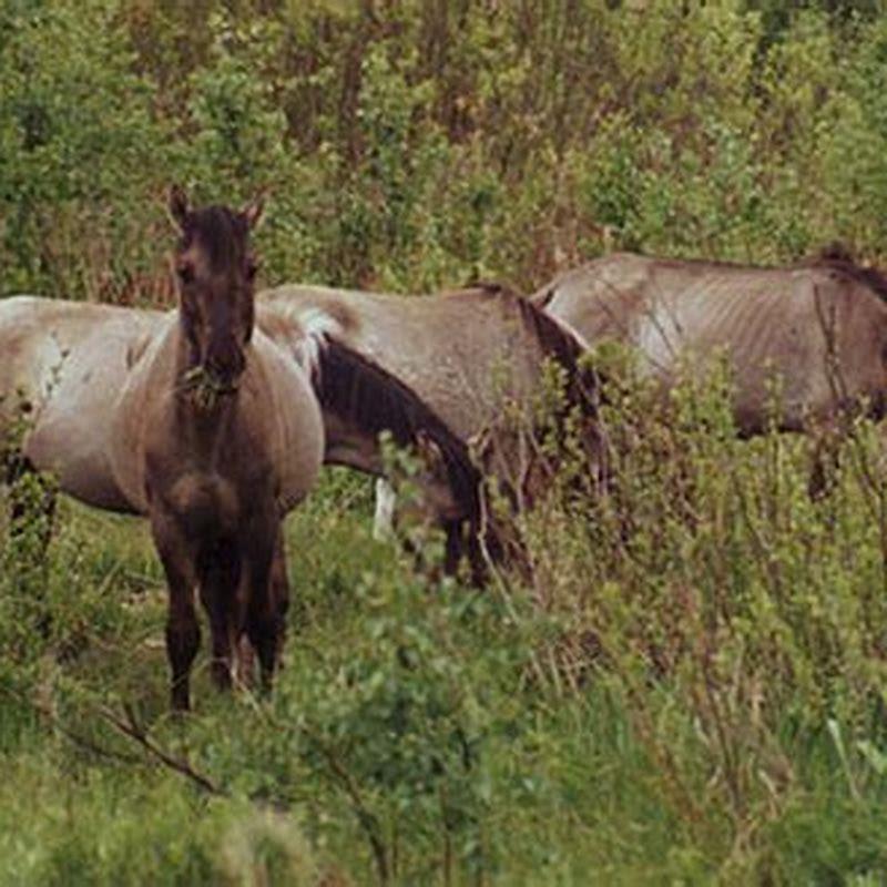 what-type-of-horses-did-the-spanish-bring-to-america-diy-seattle