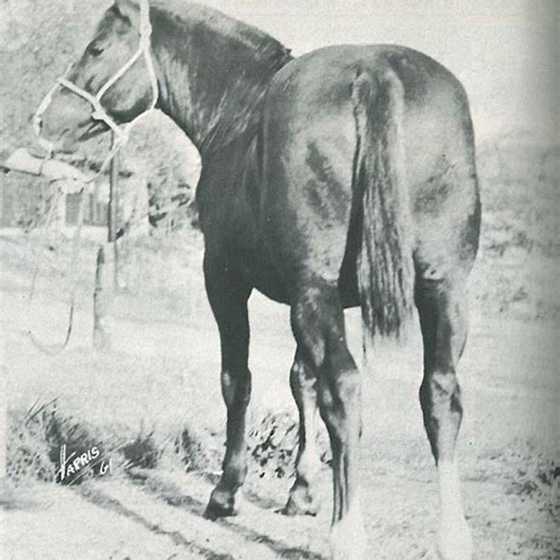What was Chickasaw horse used for?