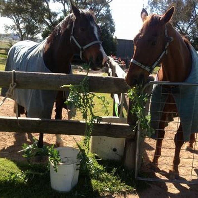 what-weeds-make-horses-drool-diy-seattle