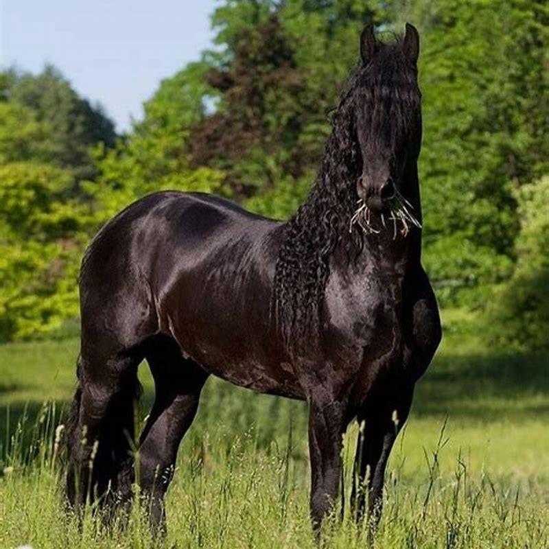 What were early horses like?