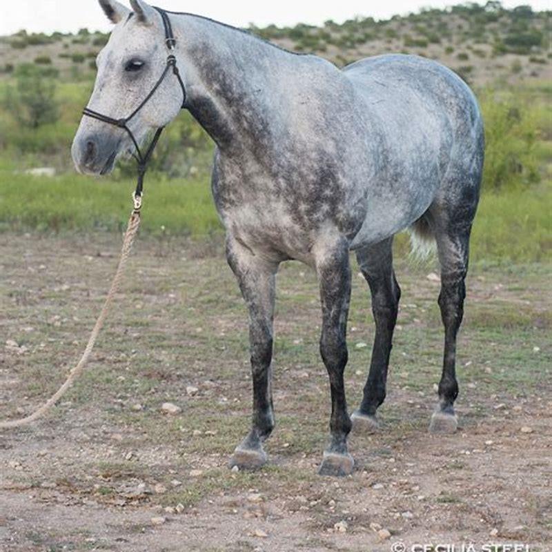 Whats a good name for a dapple gray horse? DIY Seattle