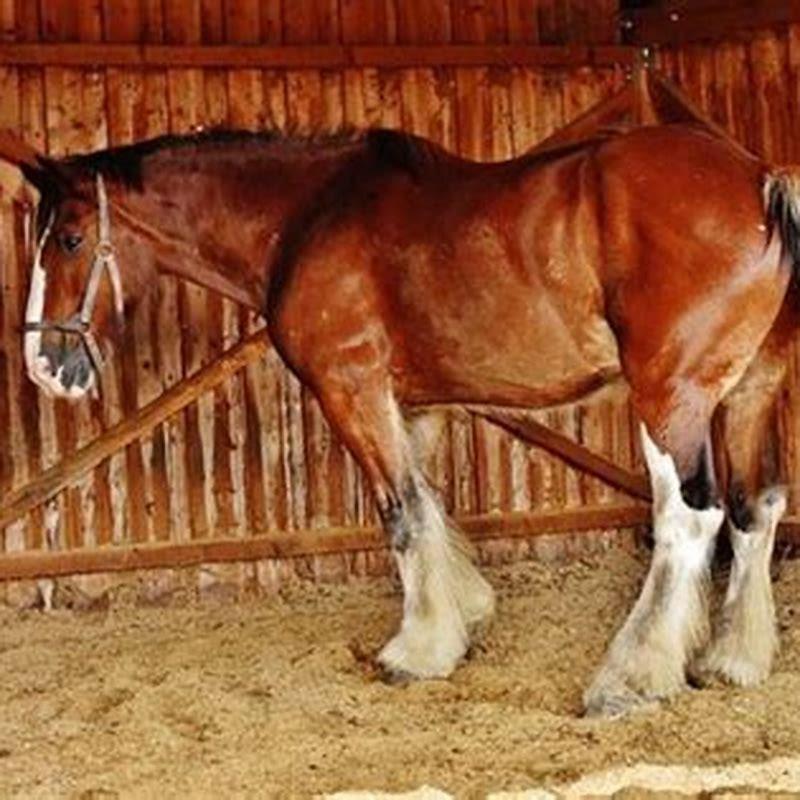 whats-the-biggest-horse-race-today-diy-seattle