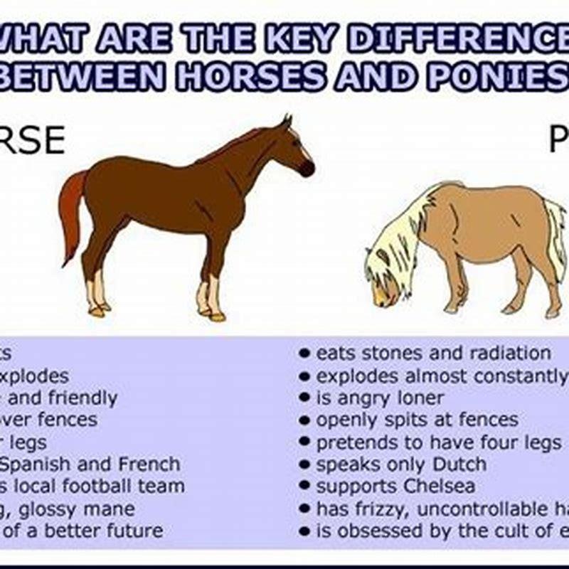 Whats the difference between a colt and a horse? - DIY Seattle