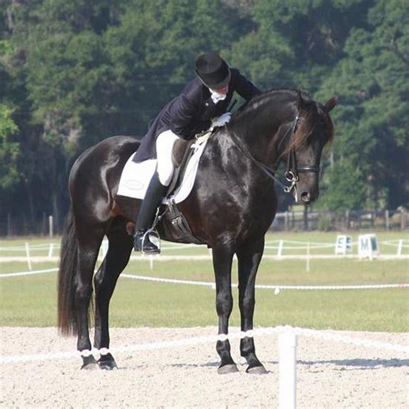 Whats the difference between a warmblood horse?