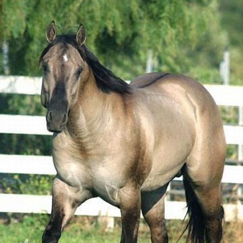 Whats the difference between a Welsh pony and a Welsh Cob?