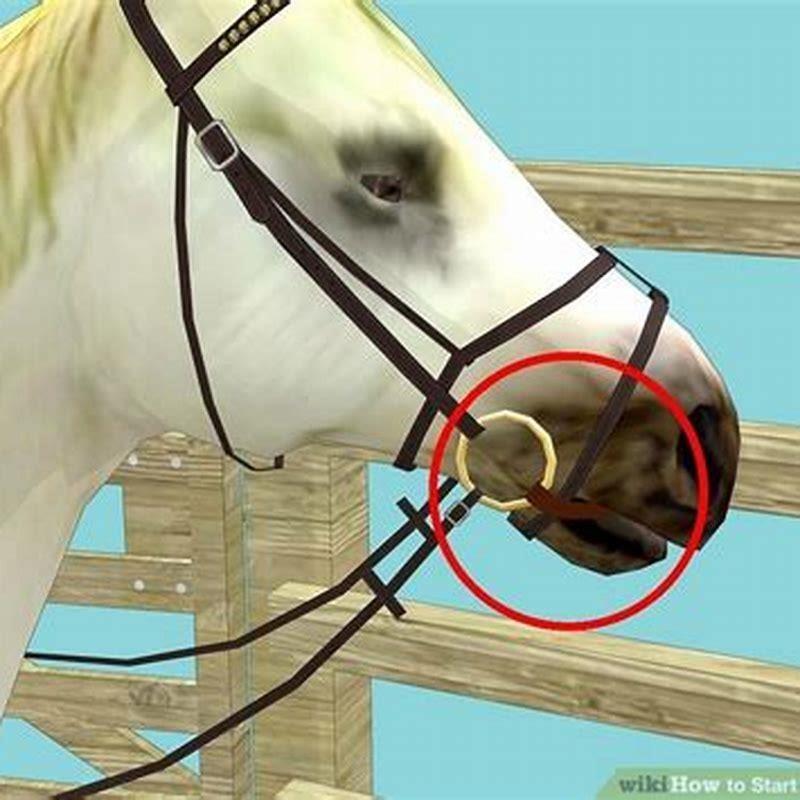 When can you start saddle breaking a horse?