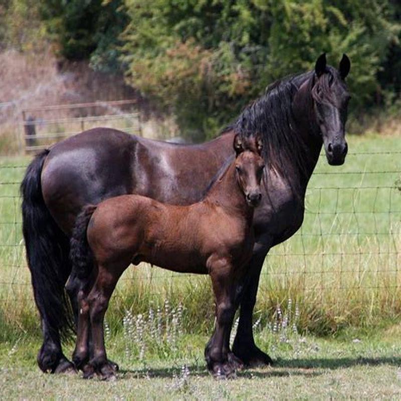 When did Friesian horses come to UK?