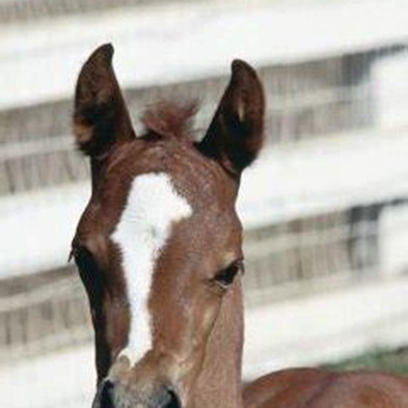 when-should-a-male-horse-be-gelded-diy-seattle