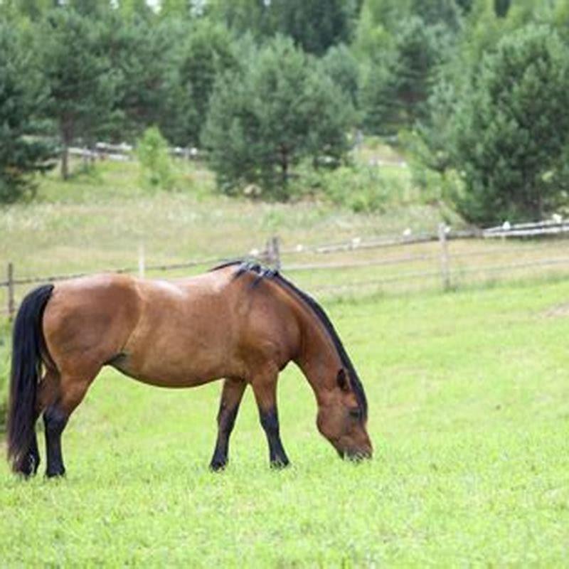 when-should-i-spray-my-nettle-for-horses-diy-seattle