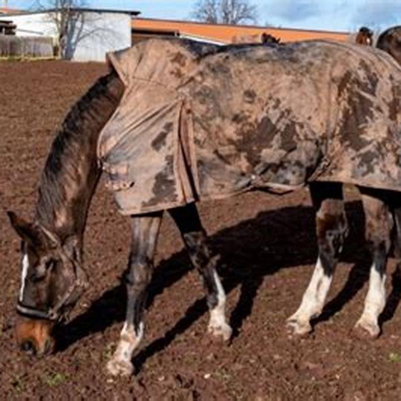 When Should You Put Blankets On Horses DIY Seattle