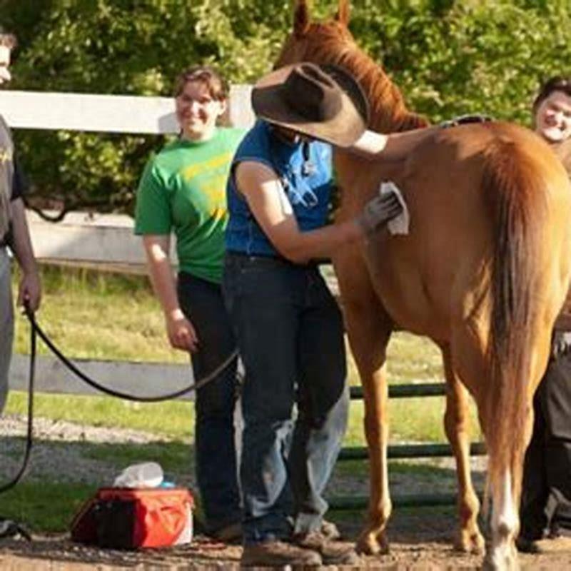 When should you start breaking a horse?