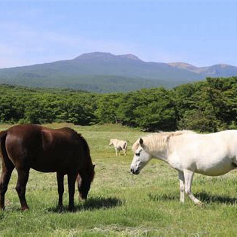 where-are-the-horses-in-jeju-diy-seattle