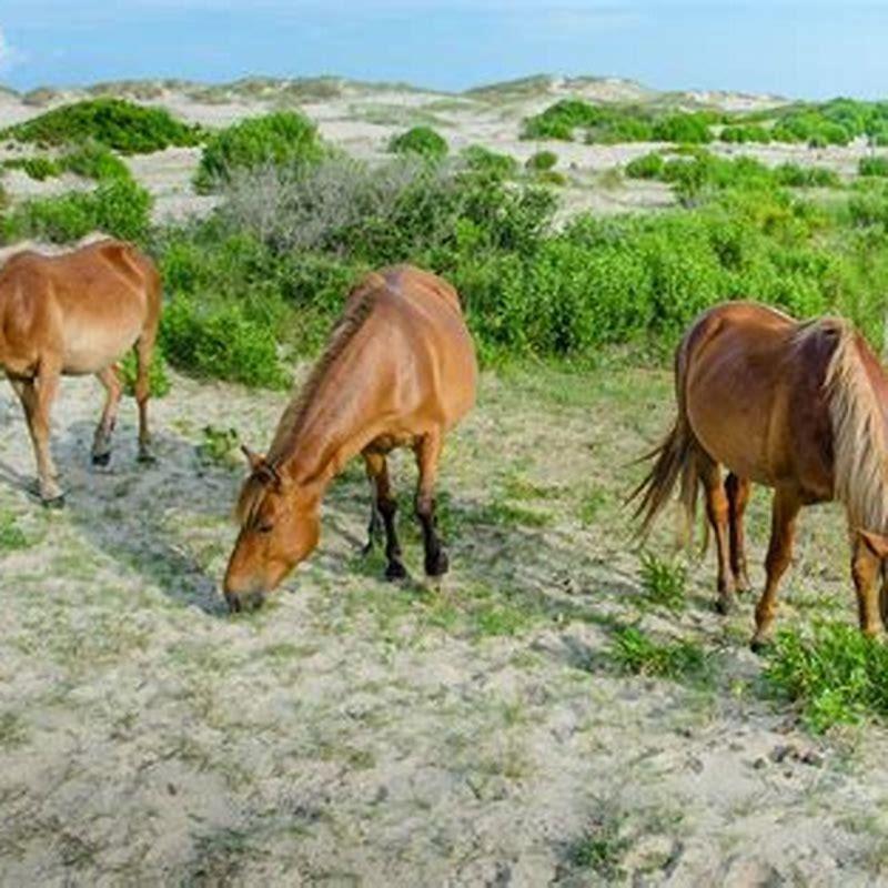 Where are the wild horses in Corolla?