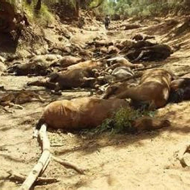 Where are water horses found?