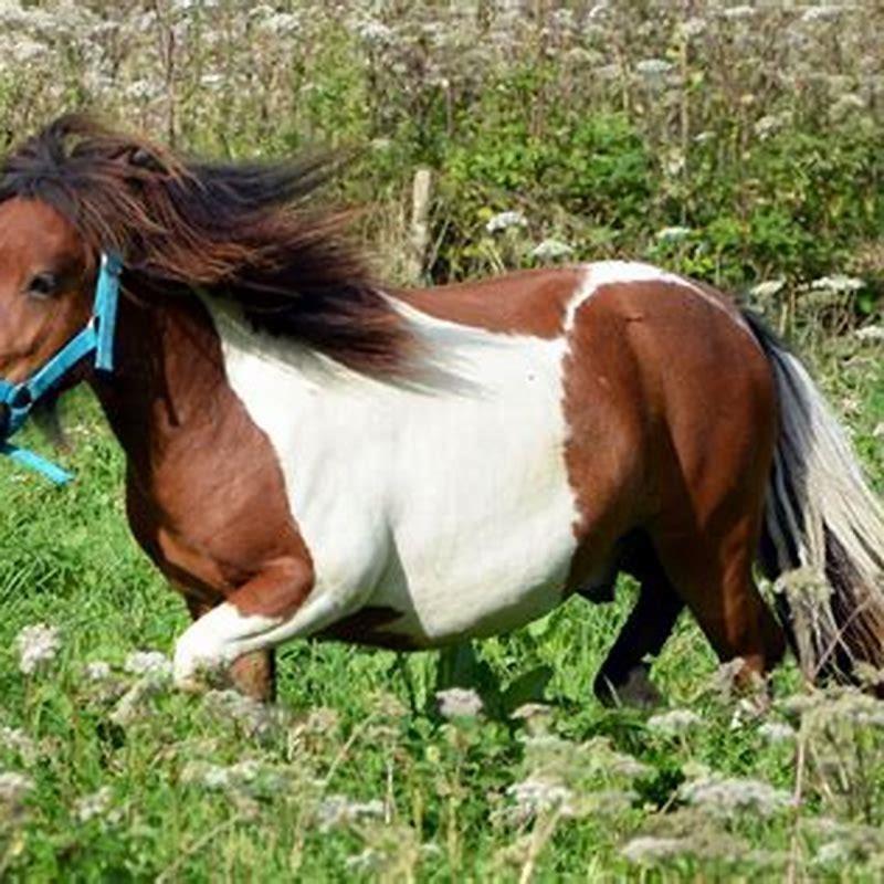 Where can I pet a horse?